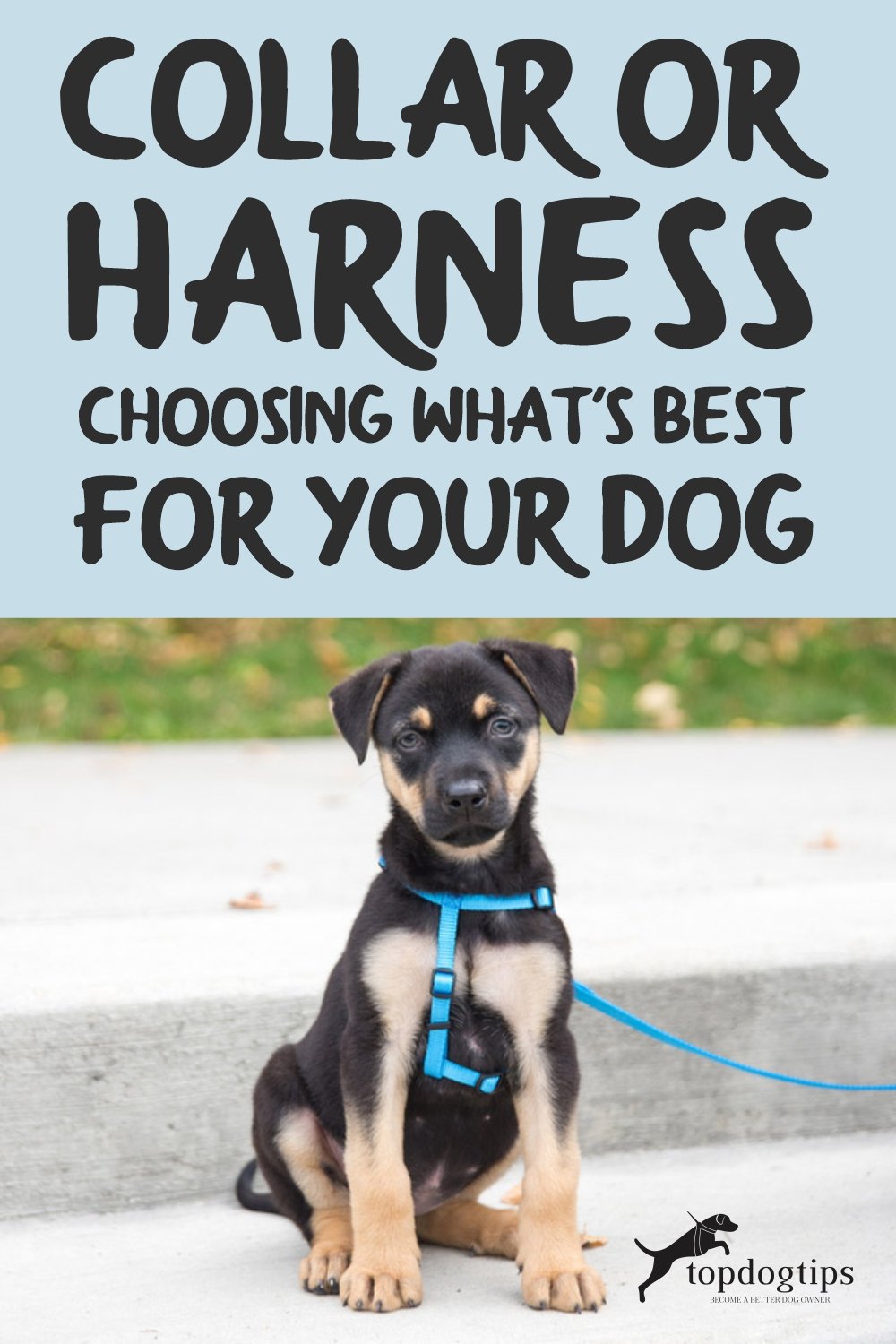 Collar or Harness (Choosing What-s Best For Your Dog)