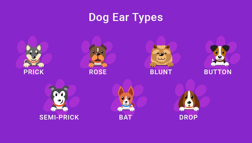 Dog Ears Types