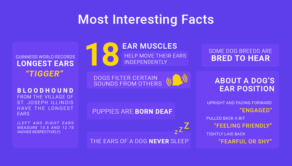 Dog Ears Interesting Facts