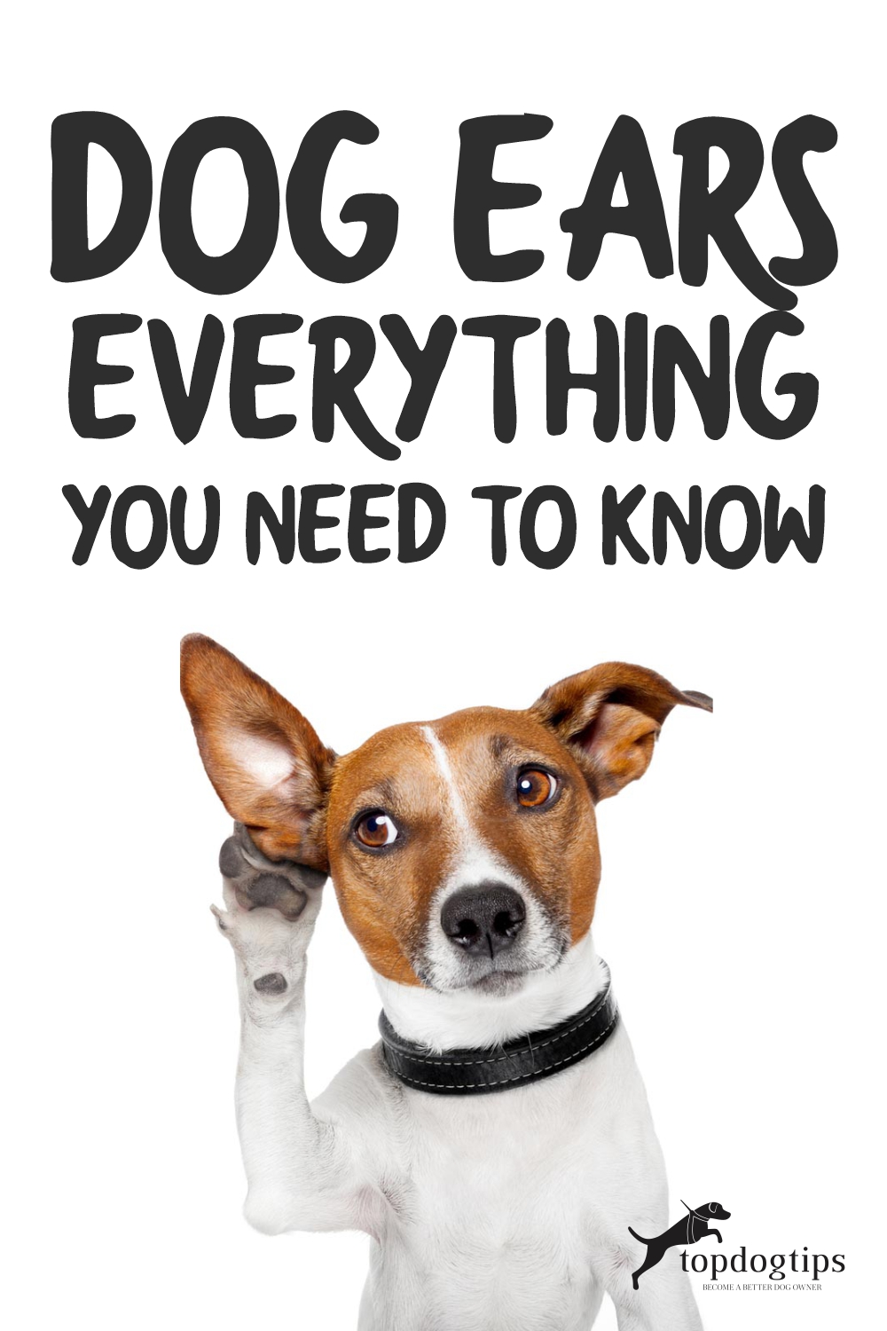 Dog Ears- Everything You Need to Know