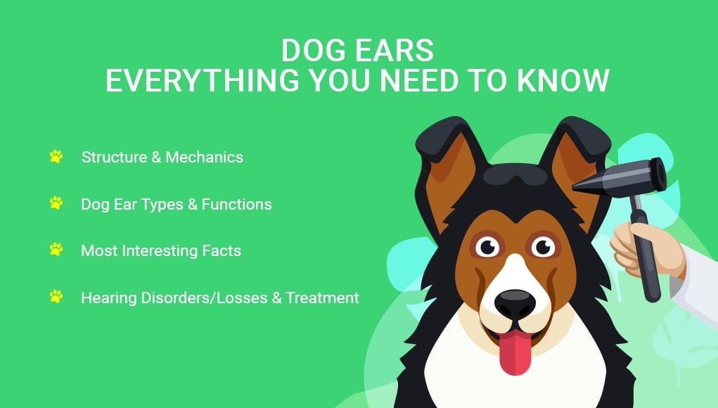 Dog Ears- Everything You Need to Know