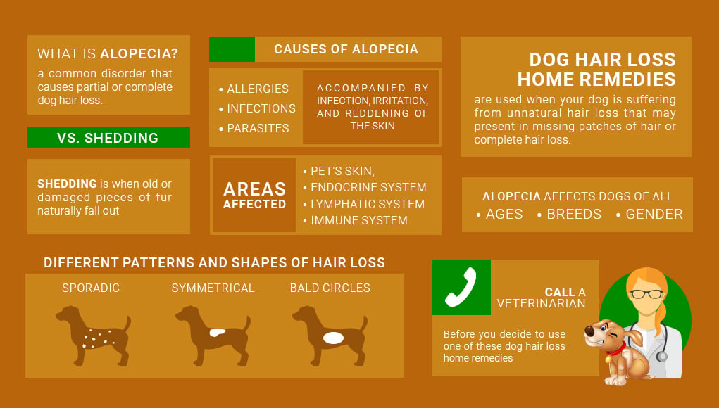 Dog Hair Loss Home Remedies 2