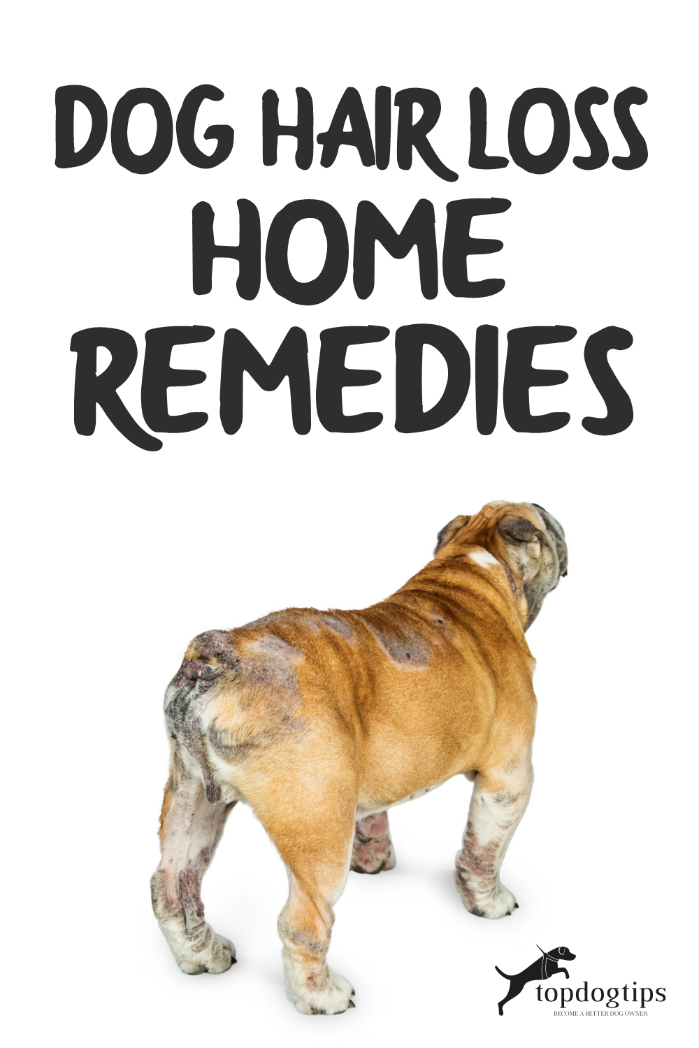 Dog Hair Loss Home Remedies