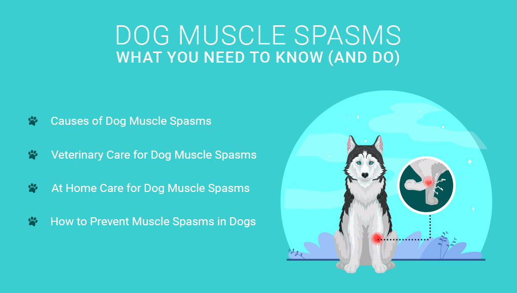 Dog Muscle Spasms- What You Need to Know (and Do)