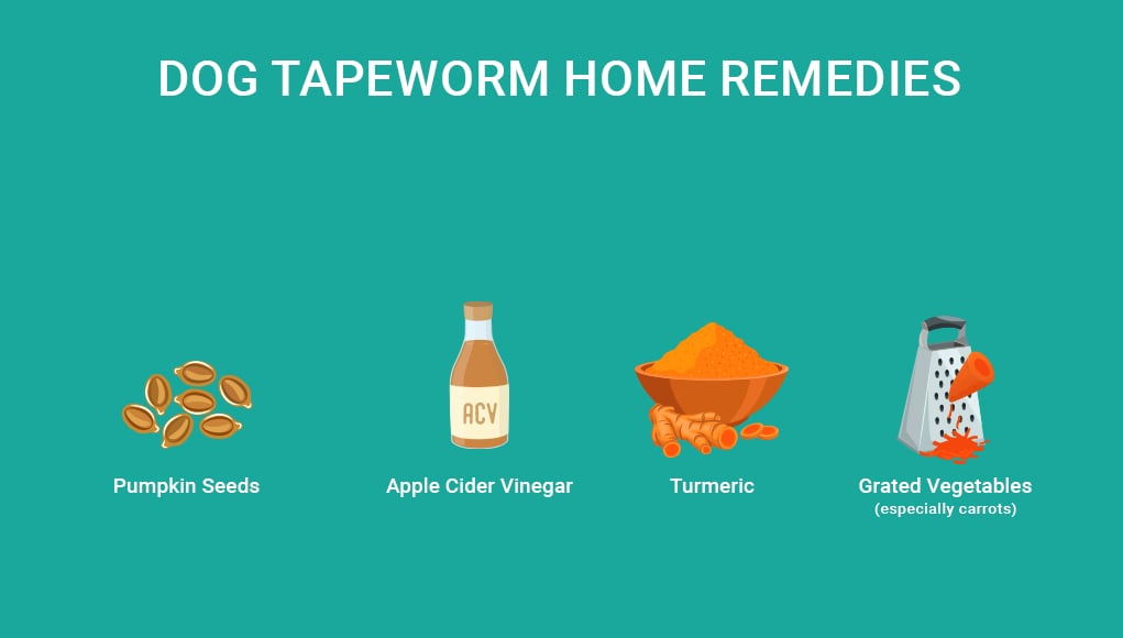 Dog Tapeworm Home Remedies- 4 Safe Options 1