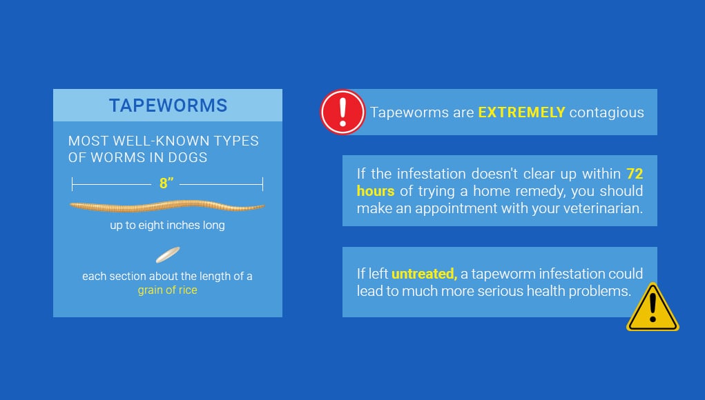 Dog Tapeworm Home Remedies- 4 Safe Options 2