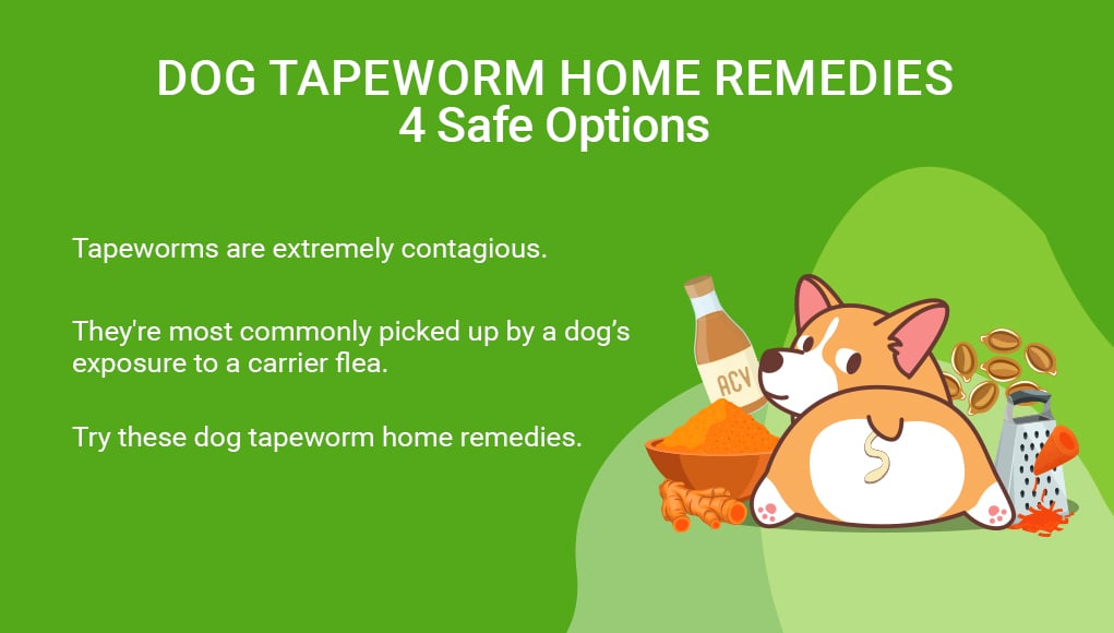 Dog Tapeworm Home Remedies- 4 Safe Options