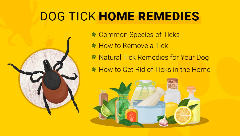 Dog Tick Home Remedies