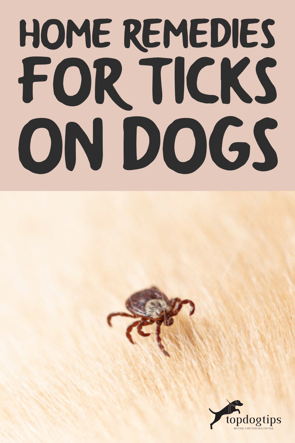 Home Remedies for Ticks on Dogs