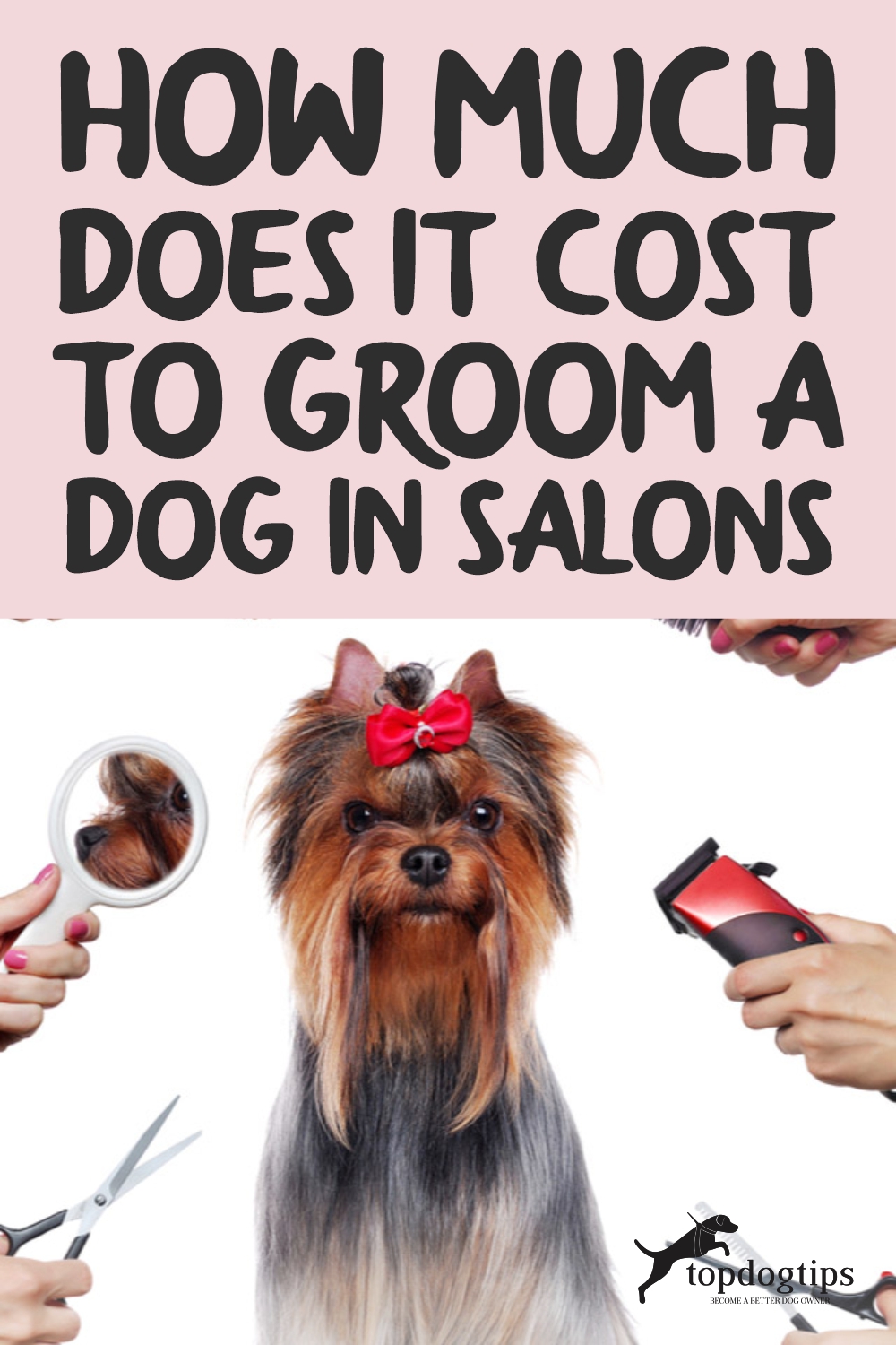 How Much Does It Cost to Groom a Dog in Salons