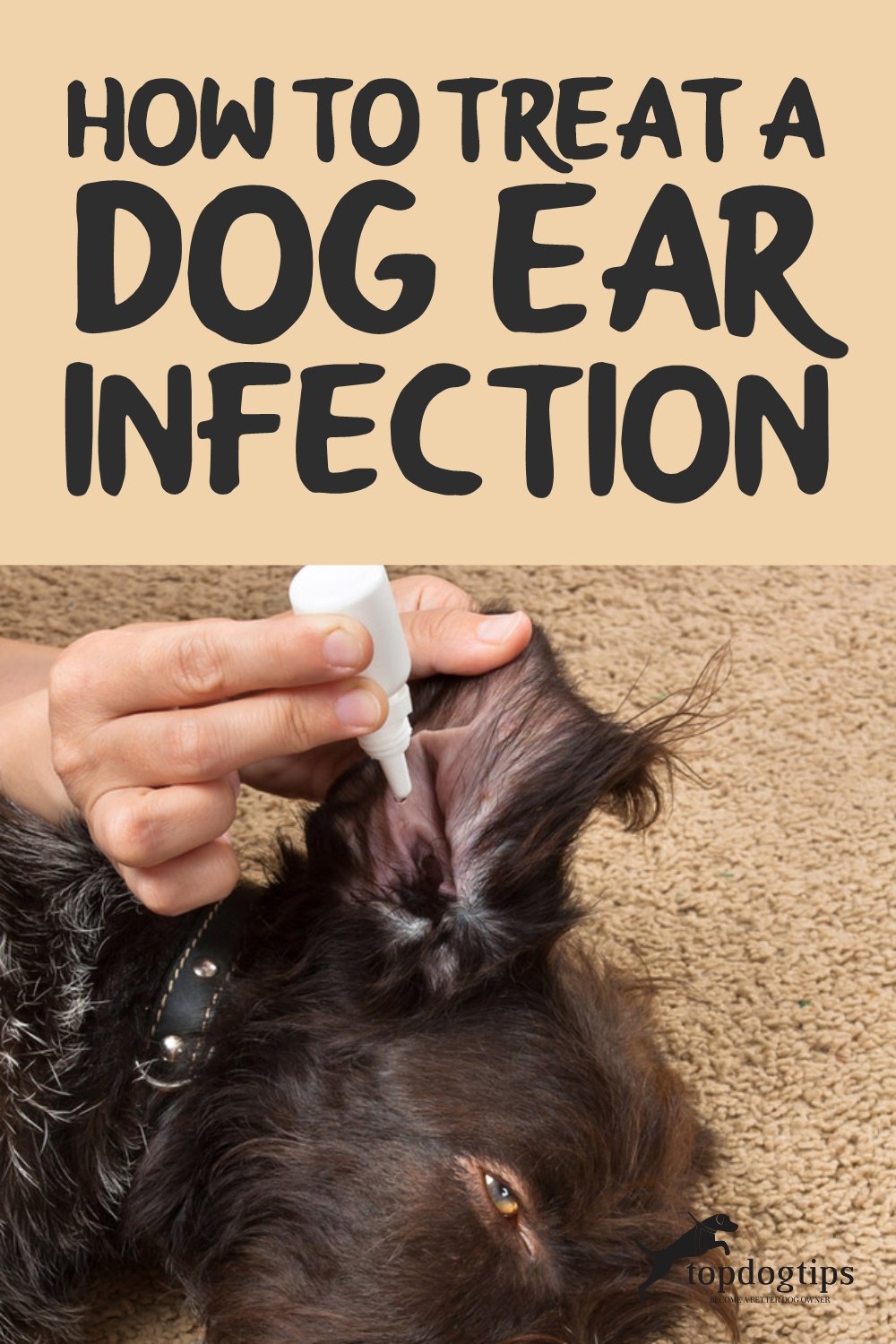 How to Treat a Dog Ear Infection