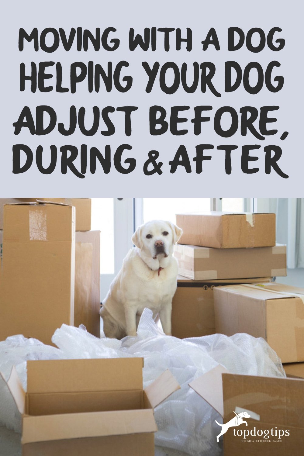 Moving With a Dog _Helping Your Dog Adjust Before, During - After