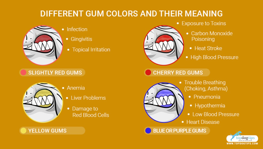 Pale Gums in Dogs- What It Means and What to Do