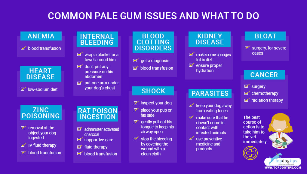 Pale Gums in Dogs- What It Means and What to Do