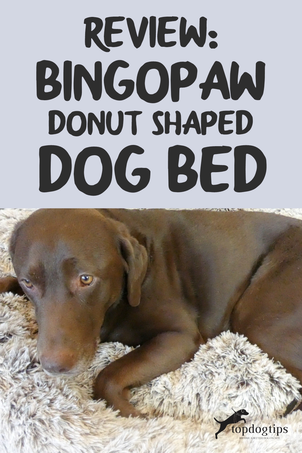 Review BingoPaw Donut-Shaped Dog Bed