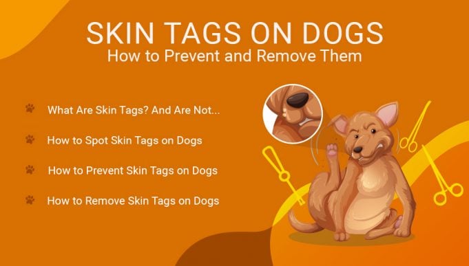 Skin Tags on Dogs- How to Prevent and Remove Them