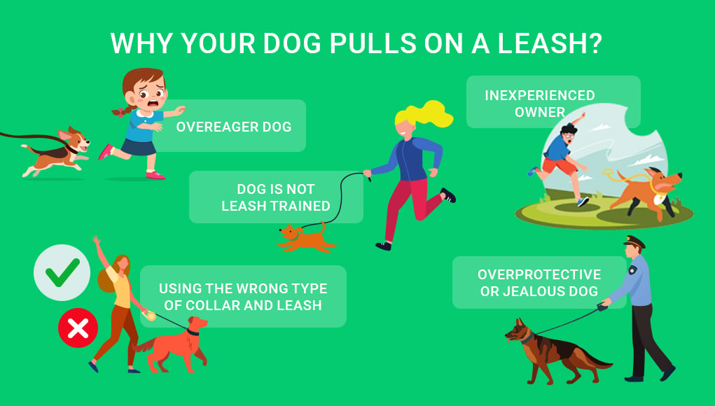 Leashes for dogs that pull