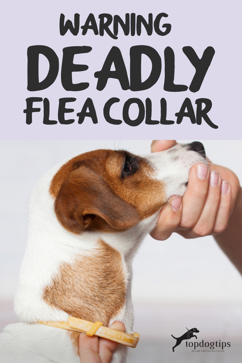 WARNING- Deadly Flea Collar