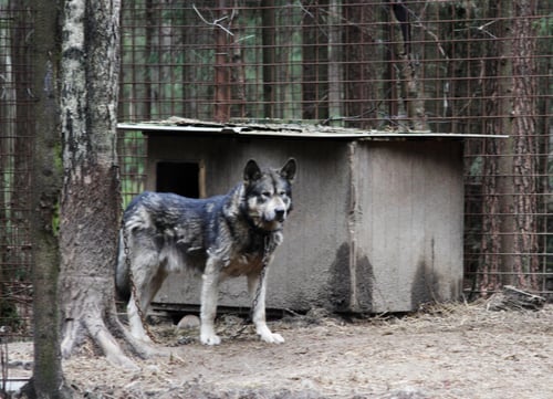 dog bites Hybrid Wolfdog