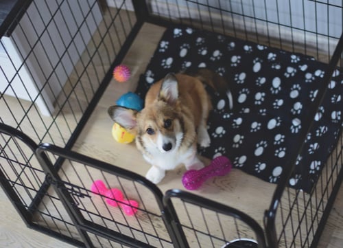 crate train dog