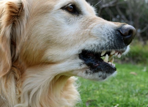 us dog bit statistics golden retriever