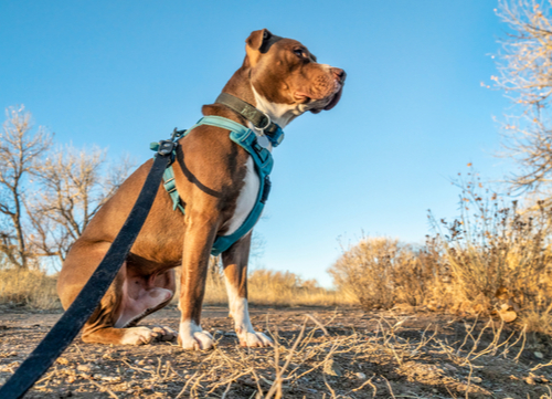 Collar or Harness