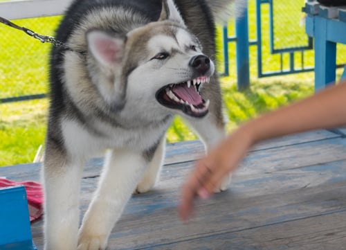 US Statistics on Dog Bites Alaskan Malamute