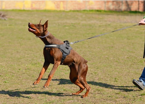 us dog bit statistics doberman