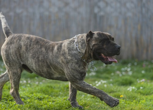 dog bites Presa Canario