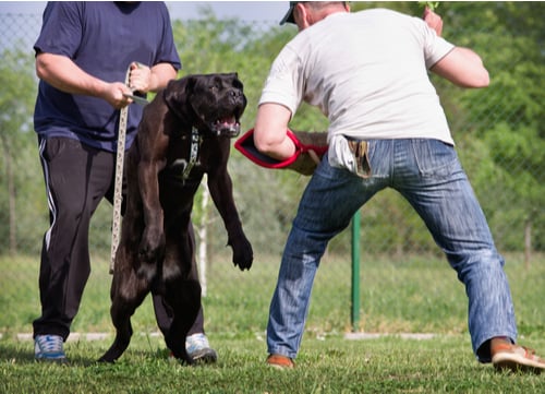 US dog bite statistics cane corso