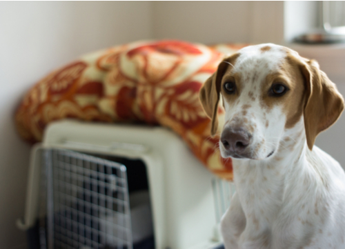 crate train your dog