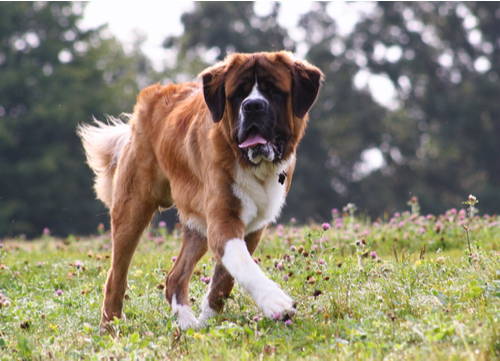 us dog bit statistics saint bernard