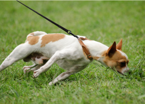 Collar or Harness