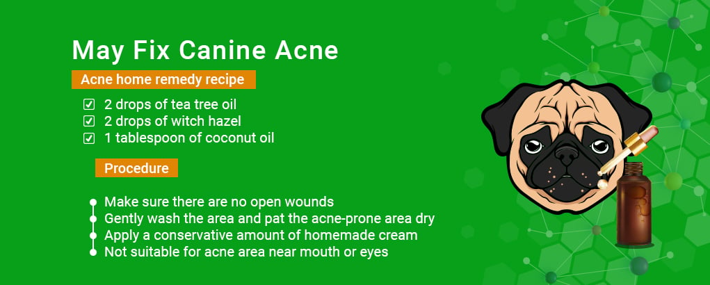 benefits of tea tree oil,dog acne