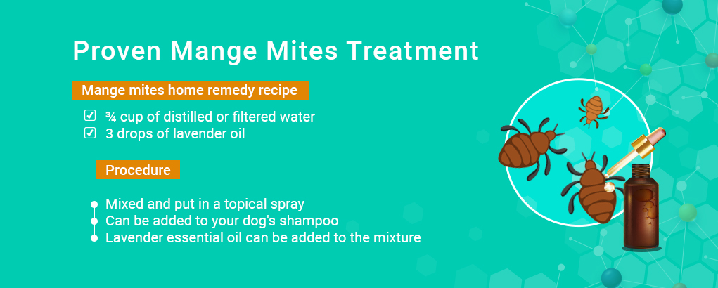 mange treated by tea tree oil for dogs