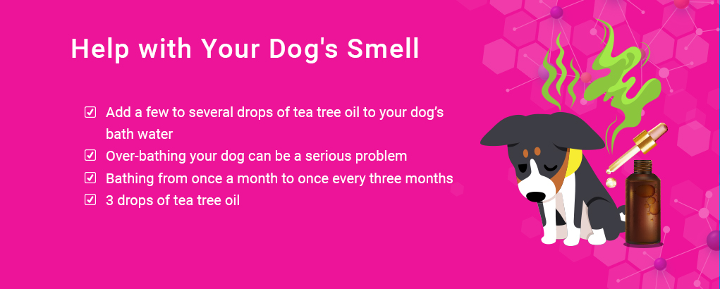 tea tree oil for dogs treats dog smell