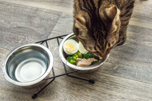 Fresh food for cats