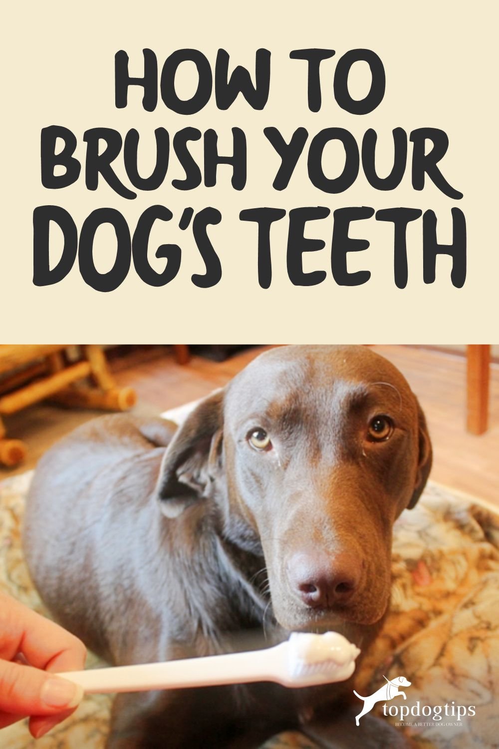 Brush Dogs Teeth