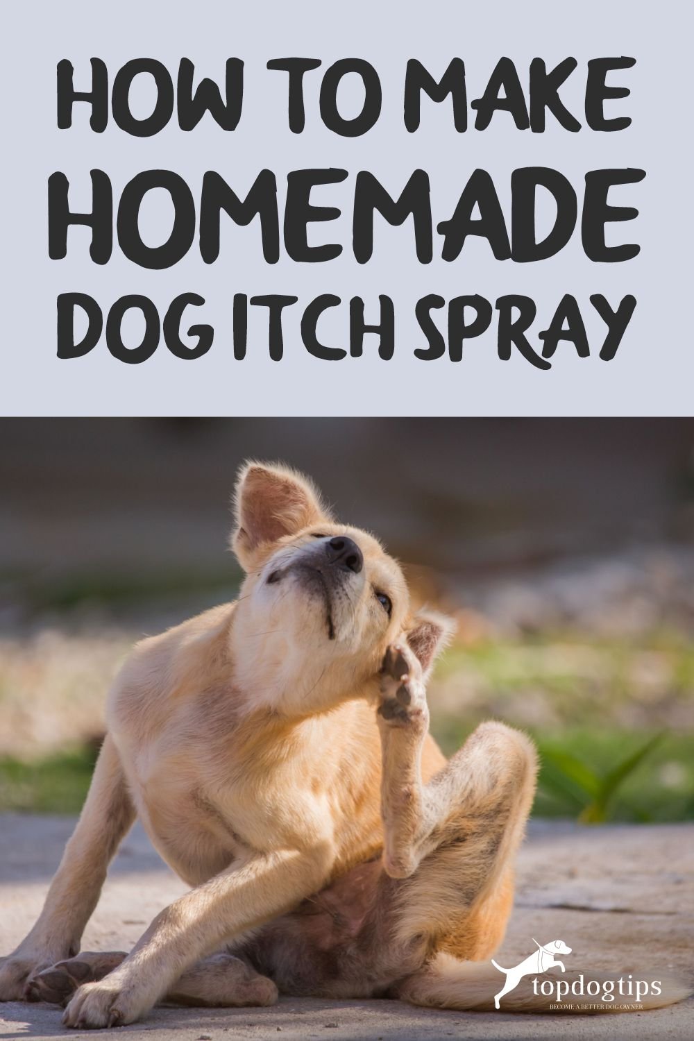  Homemade Dog Itch Spray