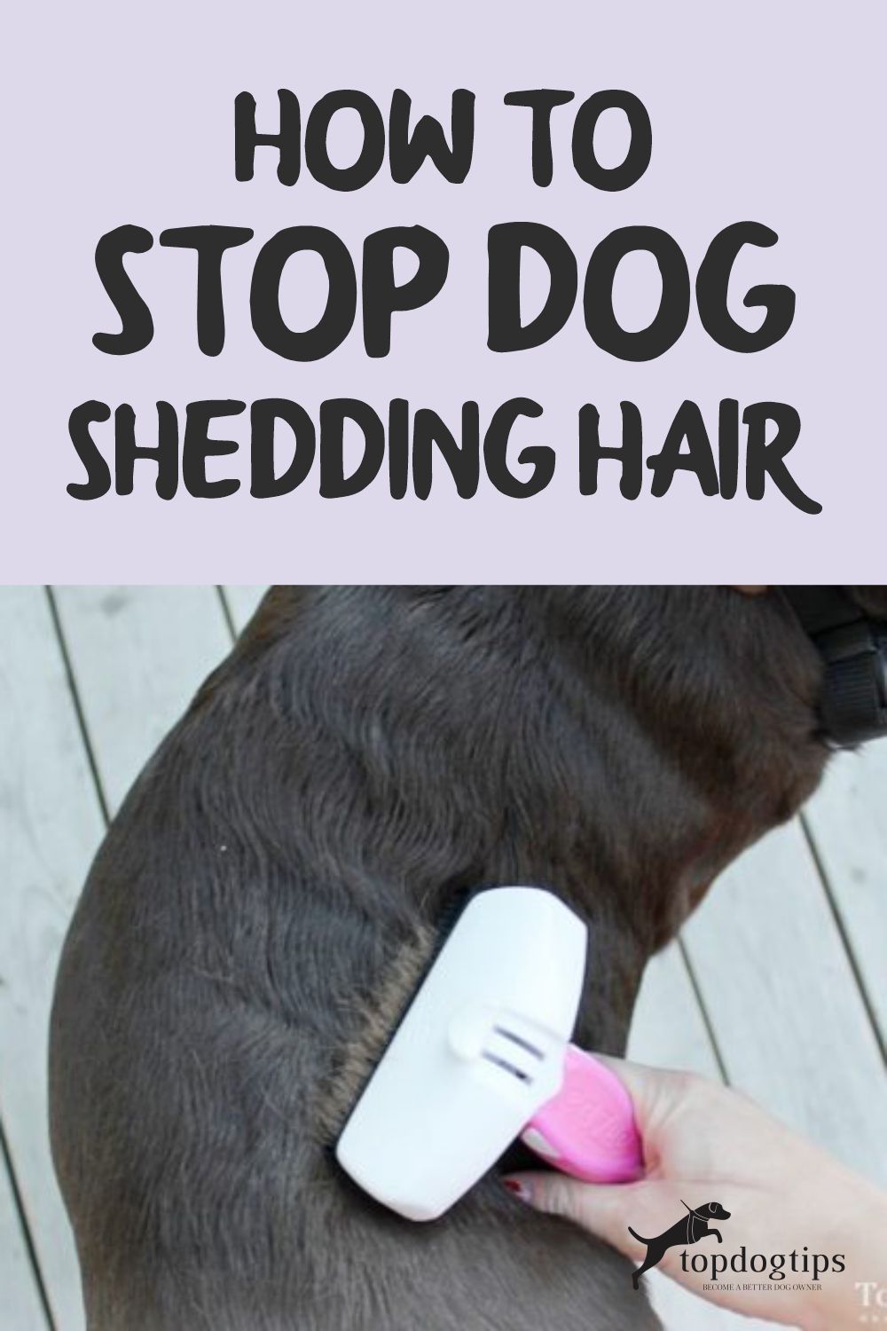 Stop Dog Shedding