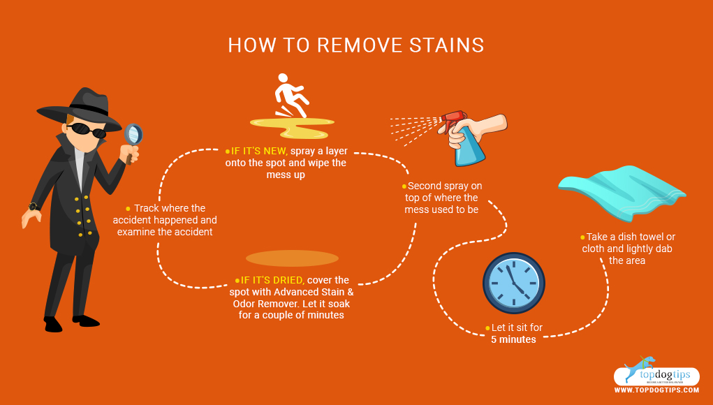 How to Get Pet Stains Out of the Carpet and Furniture