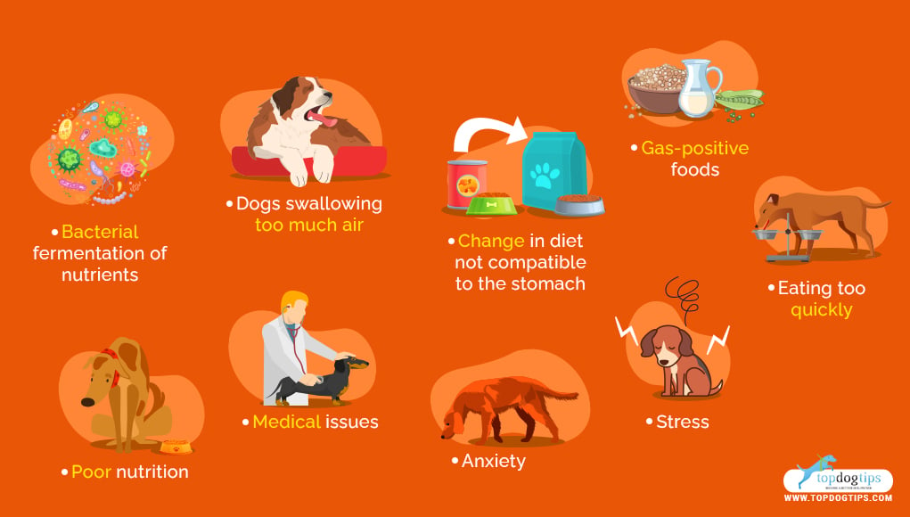 Possible causes of gas in Dogs