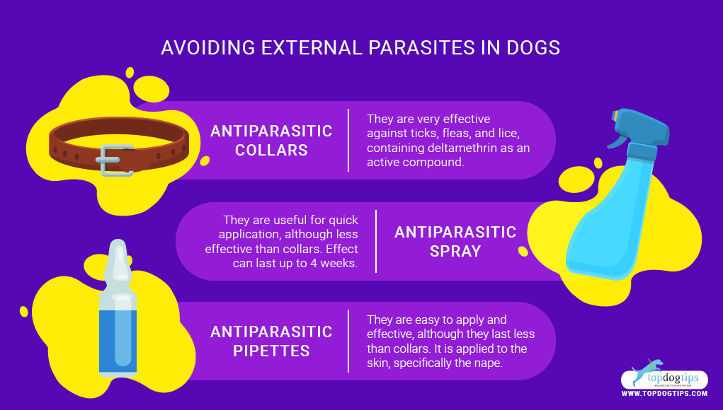 Natural Deworming for Dogs