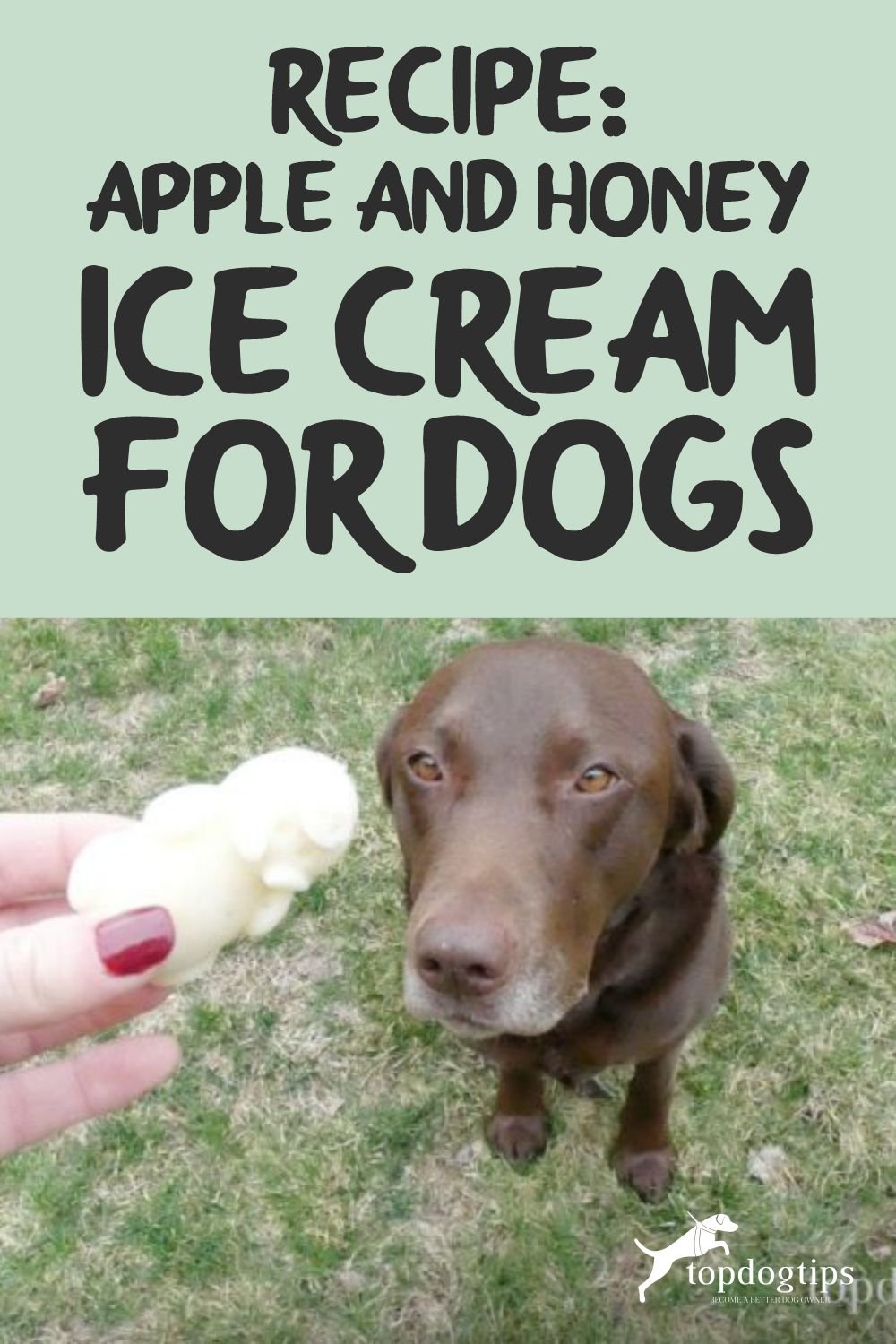 Apple and Honey Ice Cream for Dogs