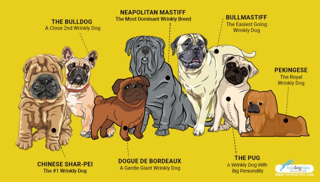 Wrinkly Dog Breeds