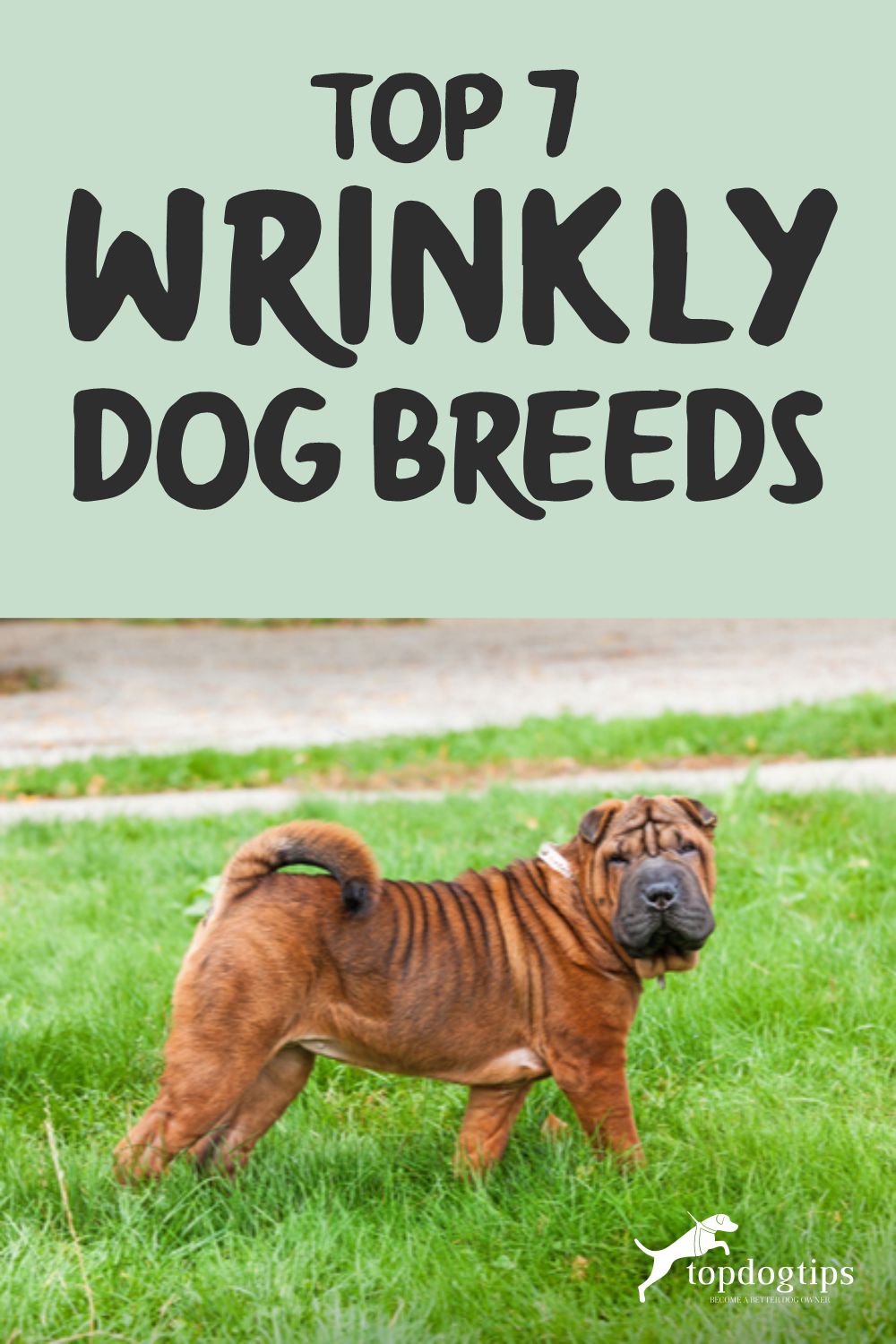 Wrinkly Dog Breeds