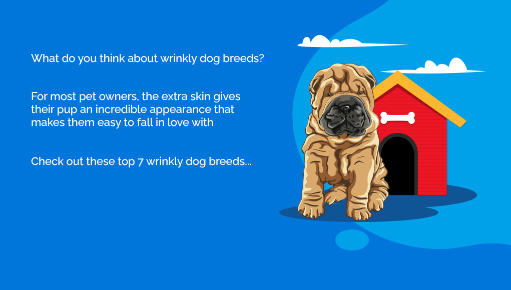 Wrinkly Dog Breeds