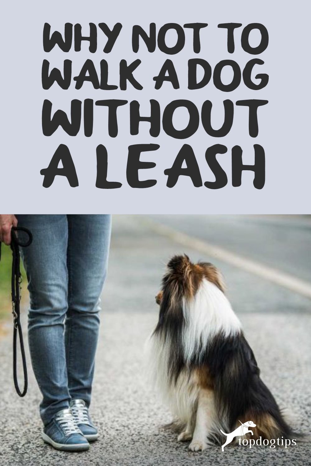 Walk A Dog Without a Leash