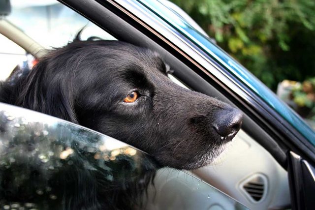 dog in hot car