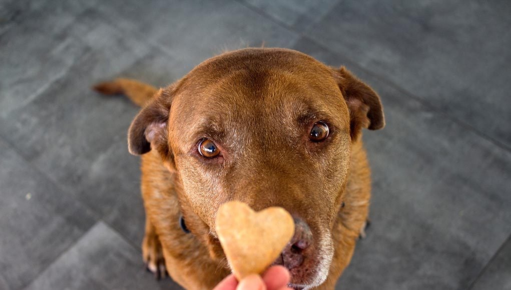 dog treats for liver disease